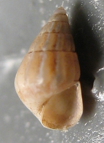 Pusillina diversa